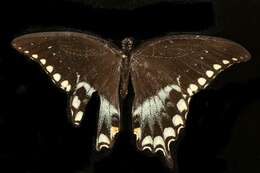 Papilio troilus Linnaeus 1758 resmi