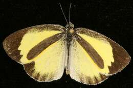 Image of Barred Yellow