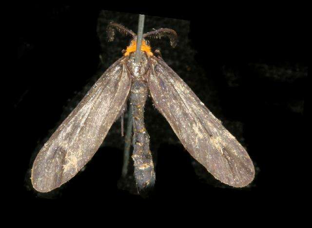 Image of Grapeleaf Skeletonizer