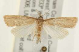 Image of Diatraea evanescens Dyar 1917
