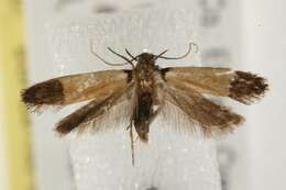 Image of Coverdale's Anacampsis
