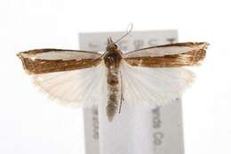 Image of Large-striped Grass-veneer Moth