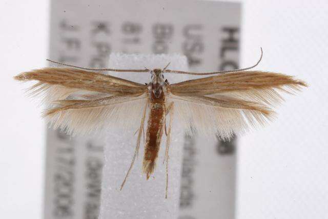 Imagem de <i>Coleophora xyridella</i>