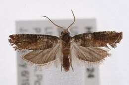 Image of Pine Tip Moths