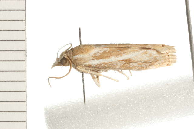 صورة Conocrambus