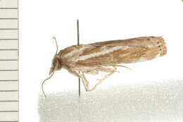 صورة Conocrambus