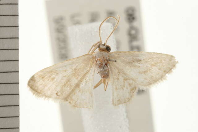 صورة Idaea chloristis