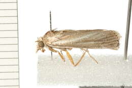 صورة Conocrambus