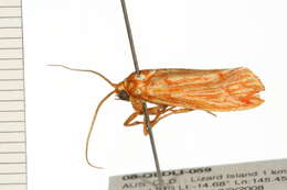 Image of Lactura erythractis