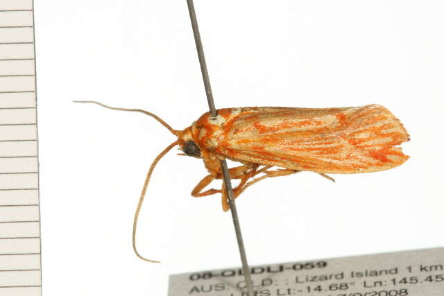 Image of Lactura erythractis