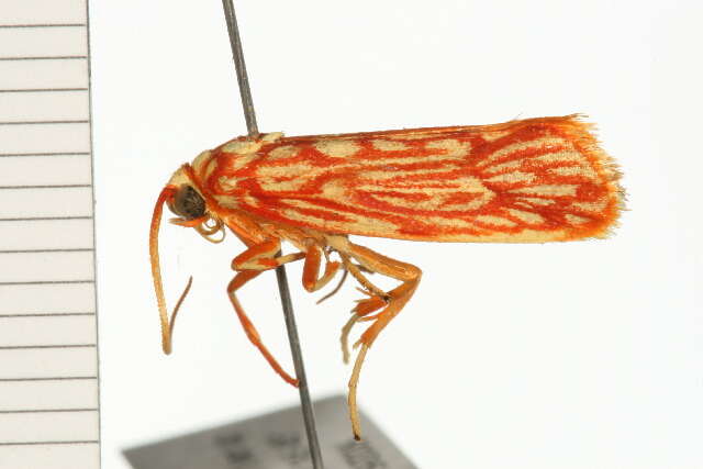 Image of Lactura erythractis