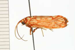 Image of Lactura erythractis