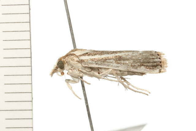 صورة Conocrambus