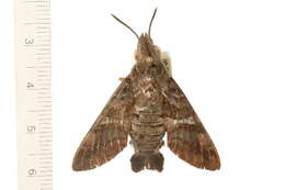 Image of Macroglossum hirundo errans Walker 1856