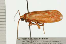 Image of Lactura erythractis