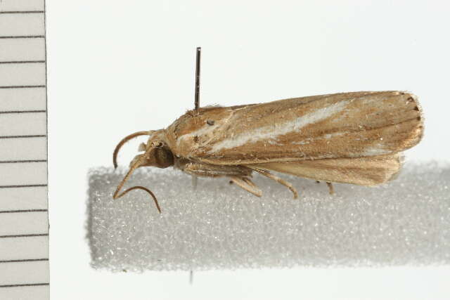 صورة Conocrambus