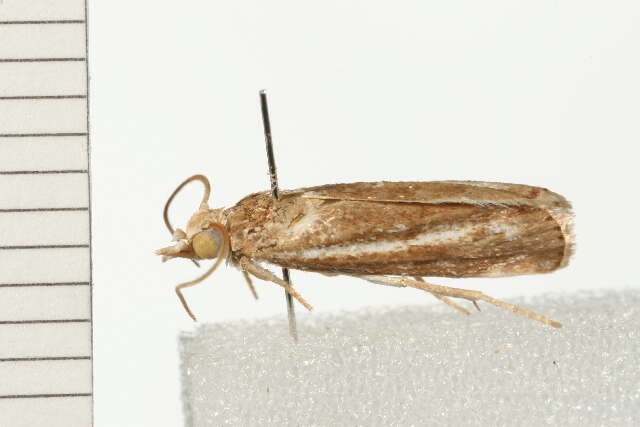 صورة Conocrambus