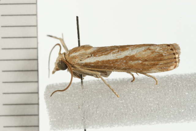 صورة Conocrambus