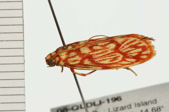 Image of Lactura erythractis