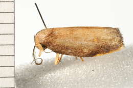 Image of Hemonia micrommata Turner 1899