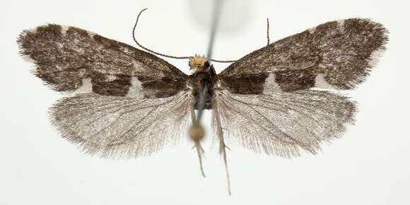 Image of Incurvaria circulella Zetterstedt 1840