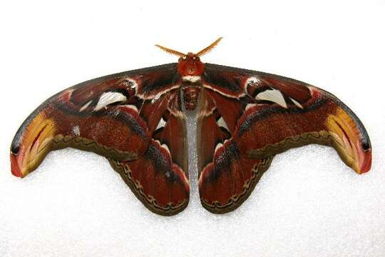 Image of atlas moth