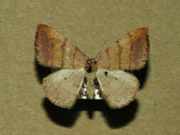Image of Drepanulatrix carnearia Hulst 1888