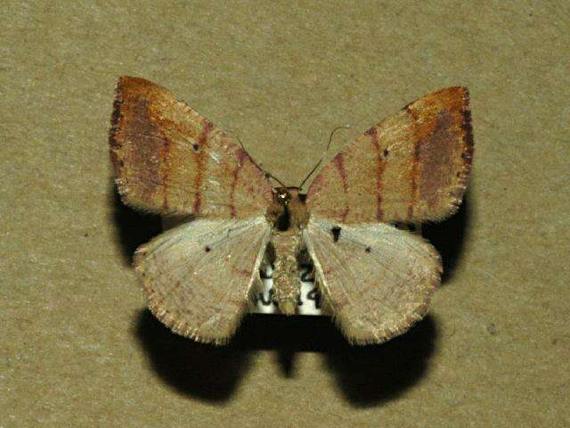 Image of Drepanulatrix carnearia Hulst 1888