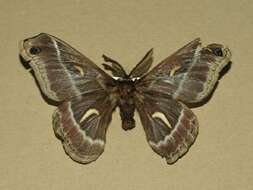 Image of Ceanothus Silkmoth