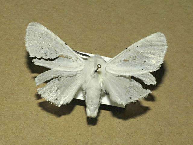 Image of Vestal Tiger Moth