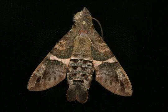 Image of Macroglossum hirundo errans Walker 1856