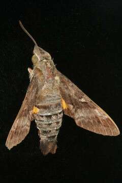 Image of Macroglossum hirundo errans Walker 1856