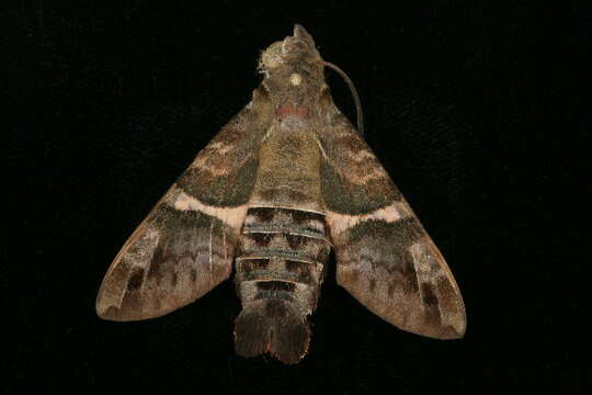 Image de Macroglossum hirundo errans Walker 1856