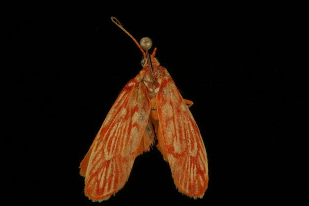 Image of Lactura erythractis Meyrick 1886