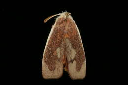 Image of Cryptophasa russata Butler 1877