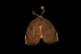 Image of Hemonia micrommata Turner 1899