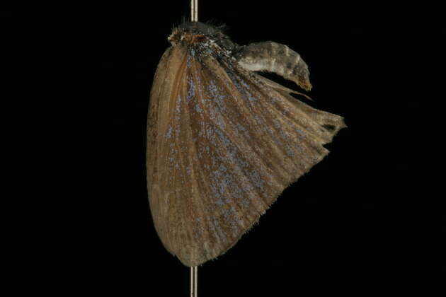 صورة Theclinesthes onycha (Hewitson 1865)