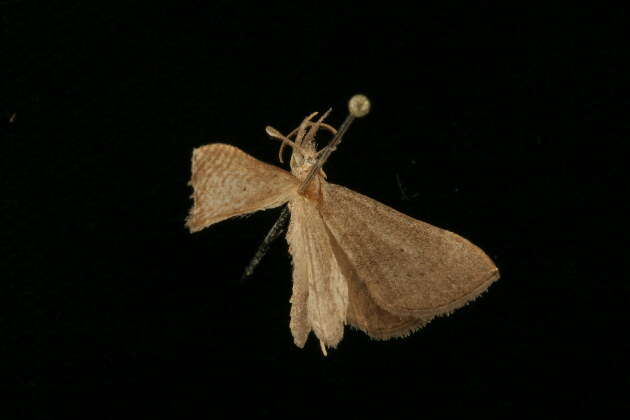 Image of Hypena simplex Lucas 1895