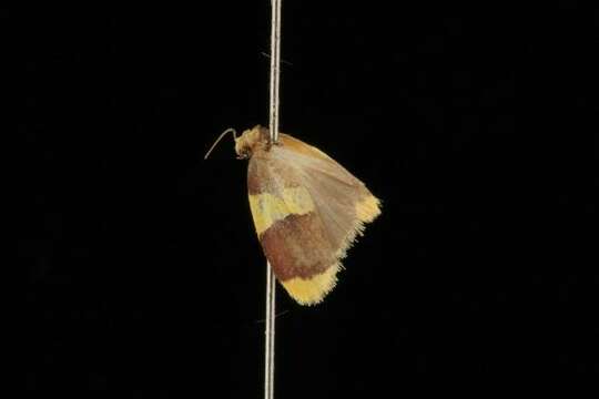 Image of Heterallactis stenochrysa Turner 1940