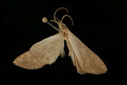 Image of Hypena simplex Lucas 1895