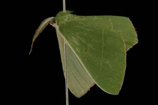 Image of Chrysochloroma megaloptera Lower 1894