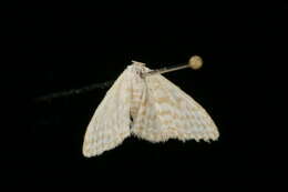 Image of Idaea chloristis