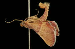 Image of Endotricha ignealis