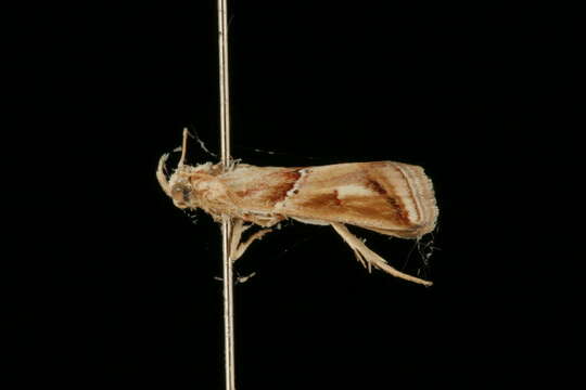 <i>Epicrocis pulchra</i> resmi