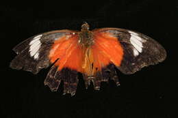 Image of Cethosia cydippe Linnaeus 1763