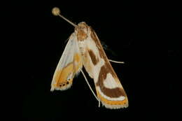 Image of <i>Theila siennata</i>