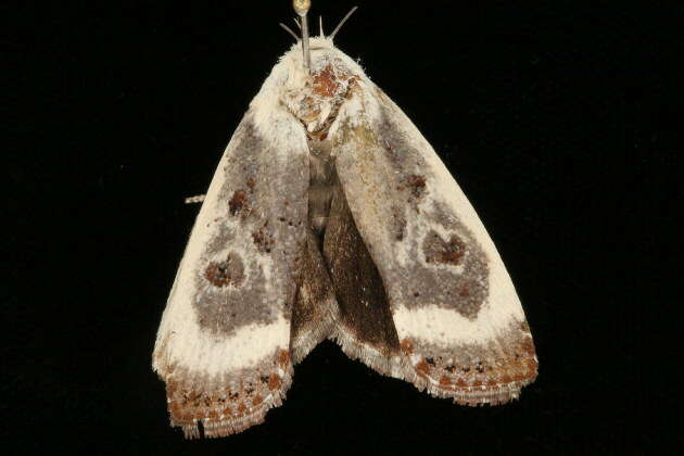 Image of Cryptophasa porphyritis Turner 1906