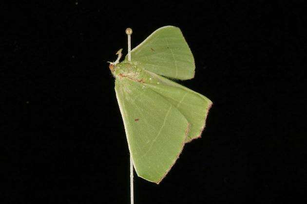 Sivun Chrysochloroma megaloptera Lower 1894 kuva