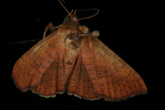 Image of Banisia fenestrifera Walker 1863