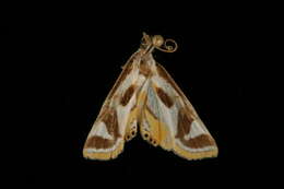 Image of <i>Theila siennata</i>